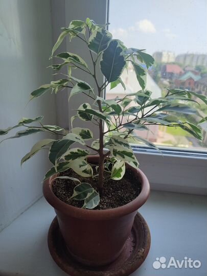 Фикусы бенджамина пестролистные