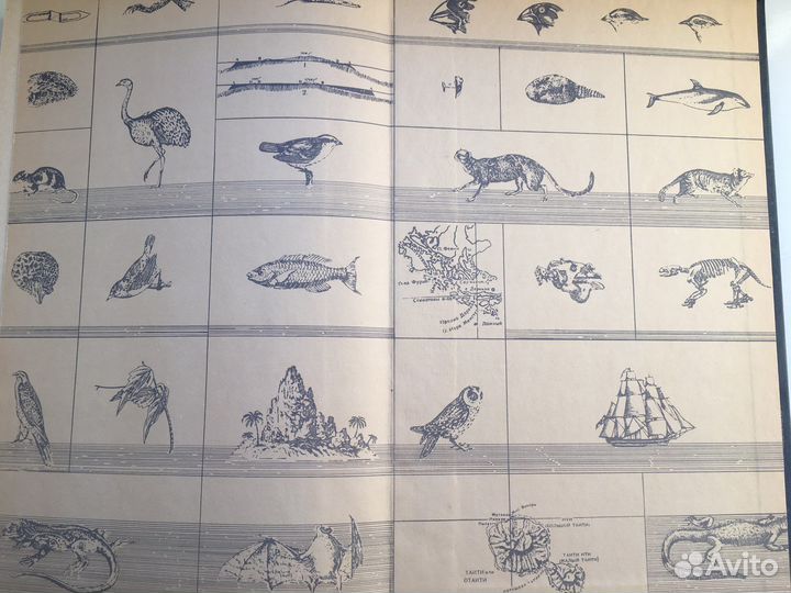 Чарлз Дарвин. Путешествие натуралиста вокруг света