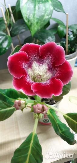 Комнатные цветы