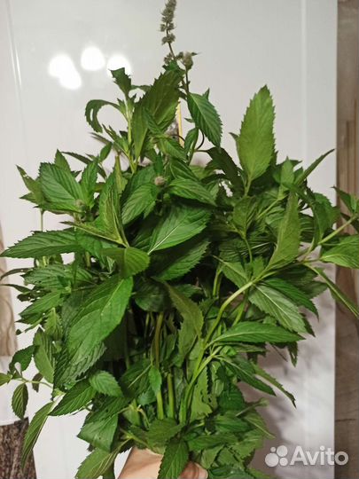 Мята перечная,мелисса