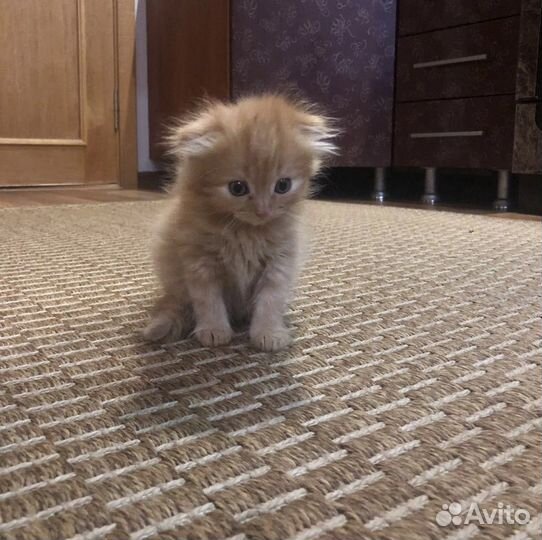 Самые милые котята