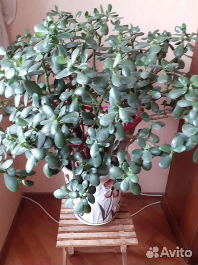 Денежное дерево