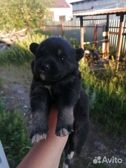 Щенки в Дом