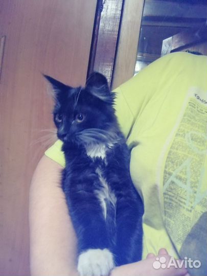 Котенок в очень добрые руки