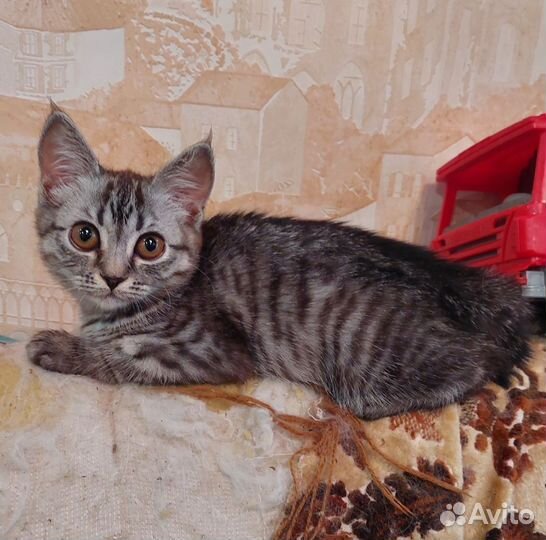 Котята бесплатно