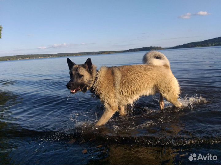 Передержка собак и кошек