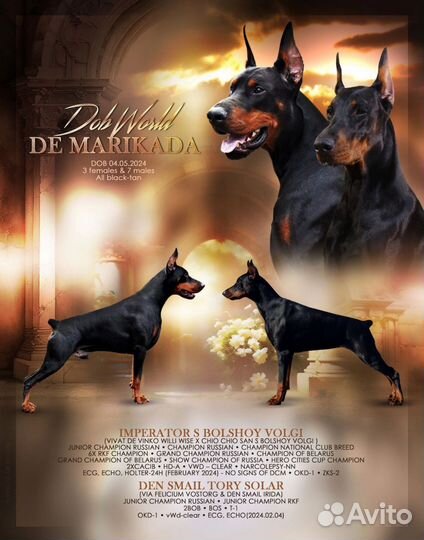 Щенки добермана