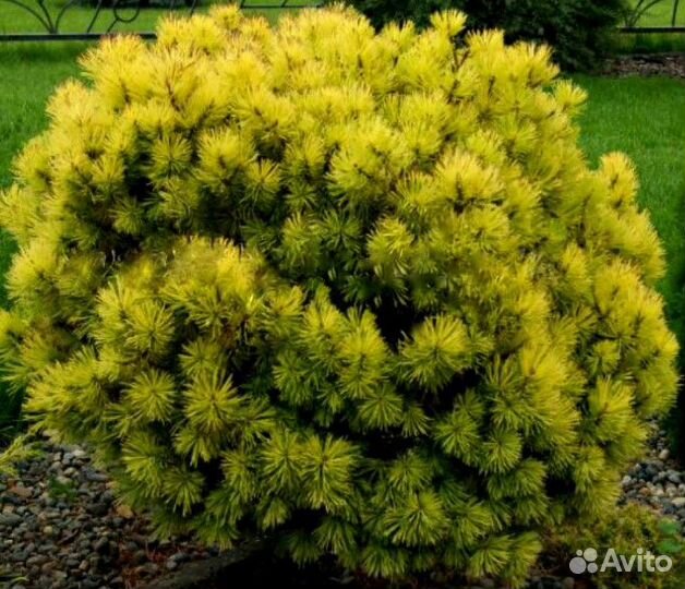 Сосна Охир в С15