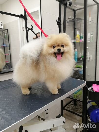 Стрижка собак. Груминг собак