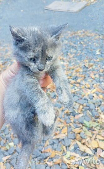 Котята