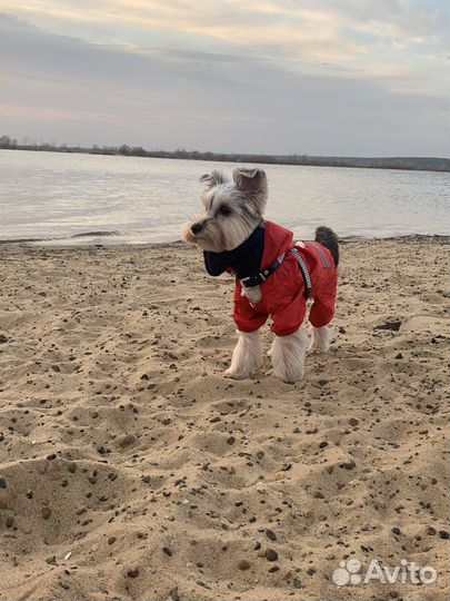 Ищем невесту йорк