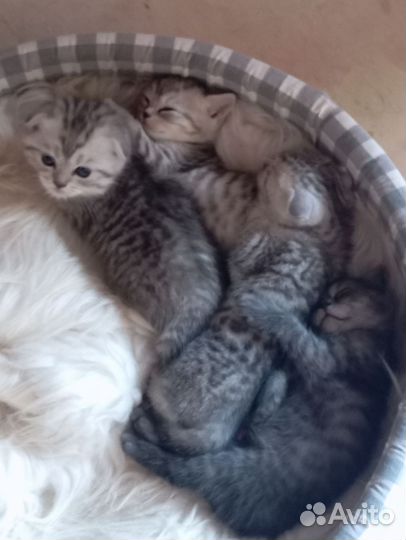 Шотландская