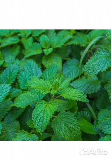 Мята, мелисса