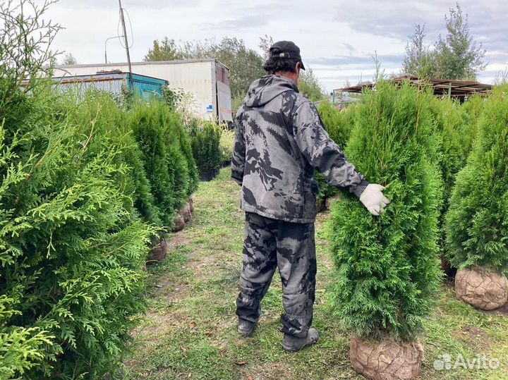 Саженцы Туя Смарагд из питомника