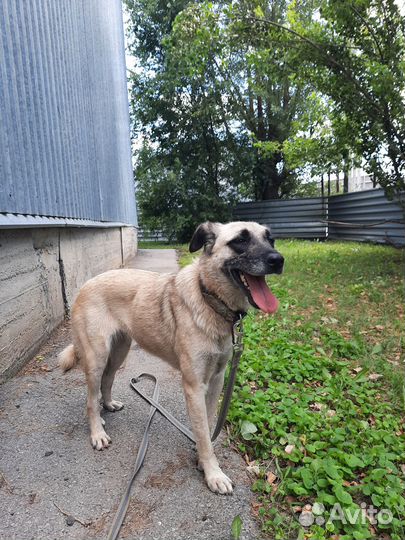 Шикарная собака в добрые руки