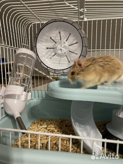 Клетка с джунгариком