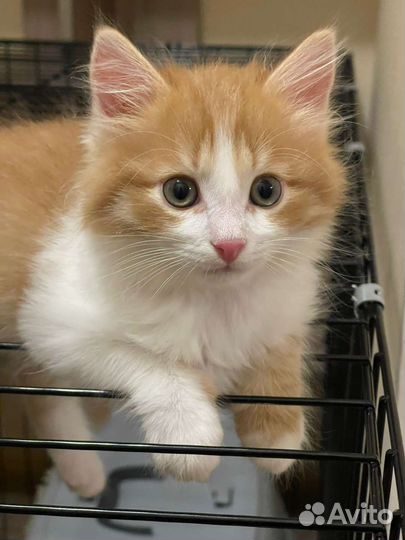Пушистый рыжий котенок мальчик