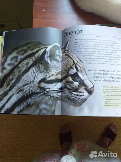 Детская энциклопедия