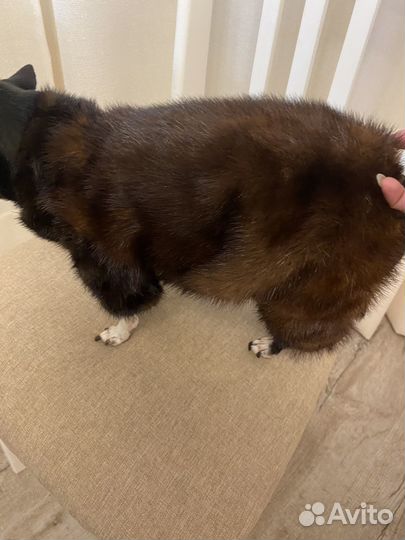 Одежда для собак мелких пород зима