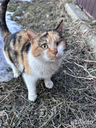 Особенная кошечка в добрые руки