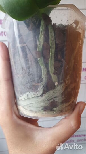 Орхидея Фаленопсис Кимоно Пелорик Трилипс