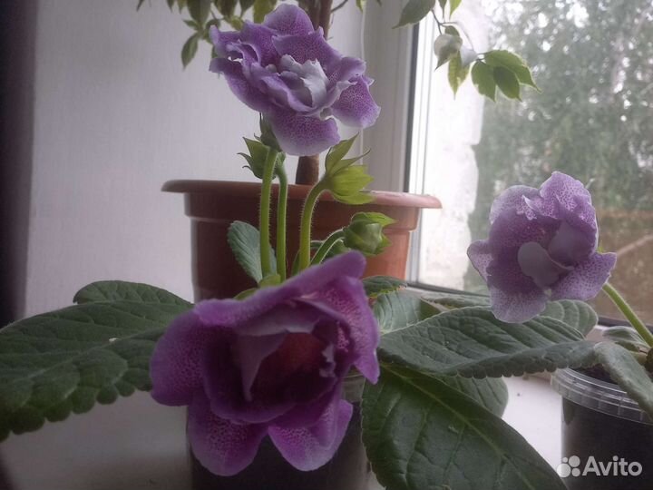 Глоксиния цветущая