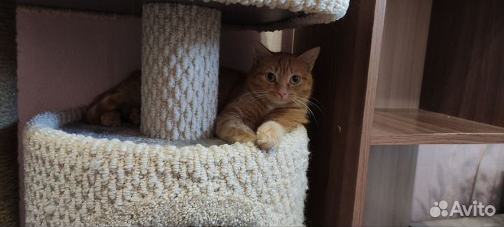 Отдам бесплатно красавицу кошку