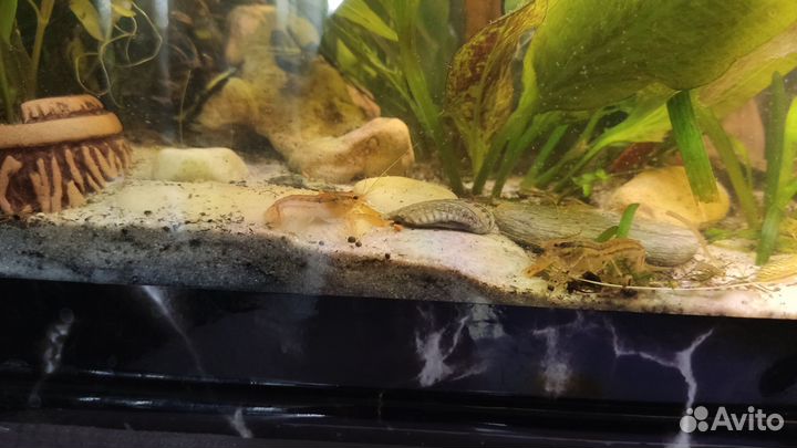 Мексиканский рак