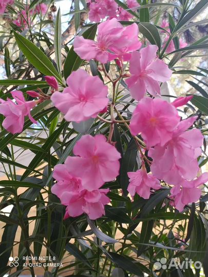 Глициния, олеандр, магония, юкка - Многолетники