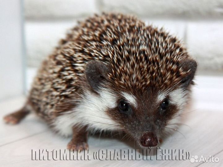 Африканские ежики. Мальчики и девочки. Доставка