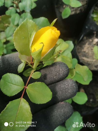 Саженцы розы