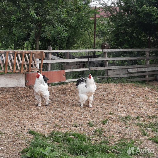 Домашняя птица