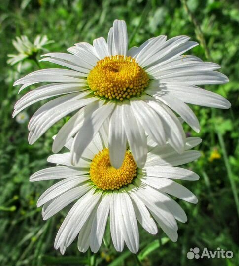 Ромашка садовая белая и синяя, крупные