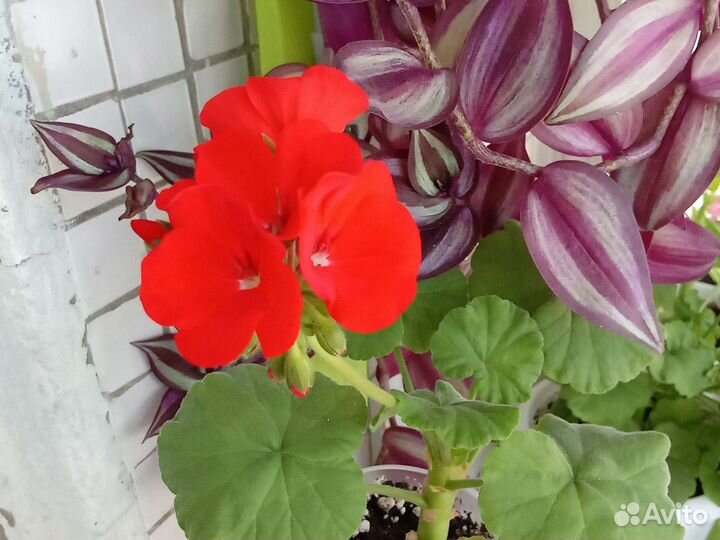 Меняю Герань на фиалку