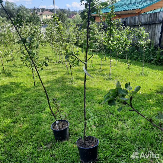 Яблоня Министр Киселёв