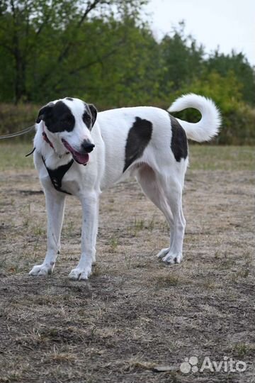 Бим грустит в приюте