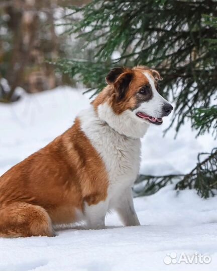 Взрослая добрая собака ищет дом
