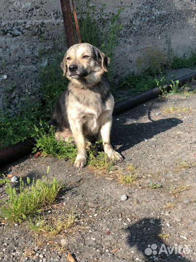 Коротколапик в добрые руки