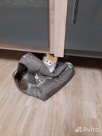 Кошки