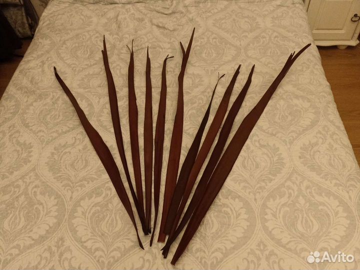 Растения для декора, интерьерной композиции