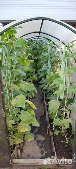 Теплица поликарбонат 1,5х6м, высота 1.7м