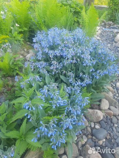 Марьин корень