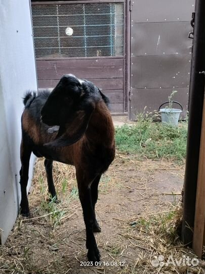 Козел для вязки