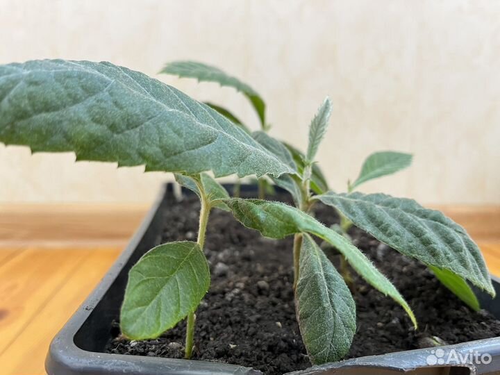 Мушмула японская