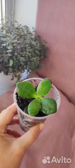 Толстянка денежное дерево