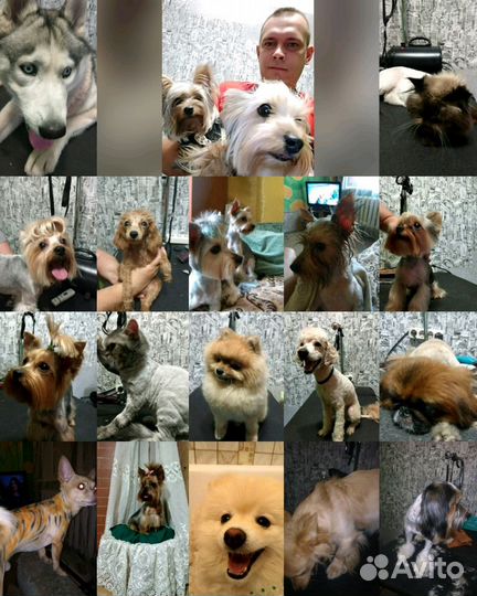 Стрижка собак. Грумер