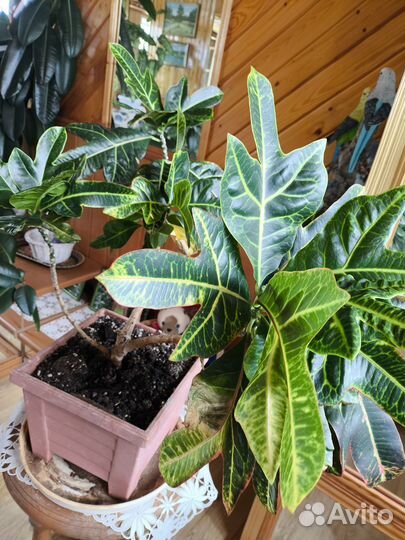 Комнатные цветы