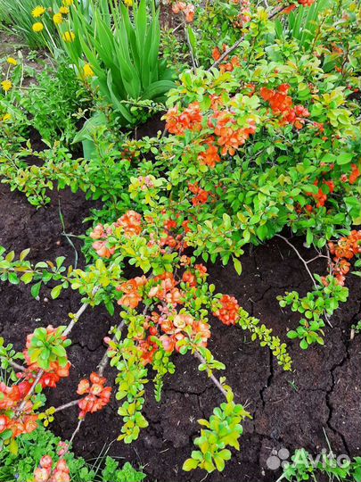 Айва японская (хеномелес)