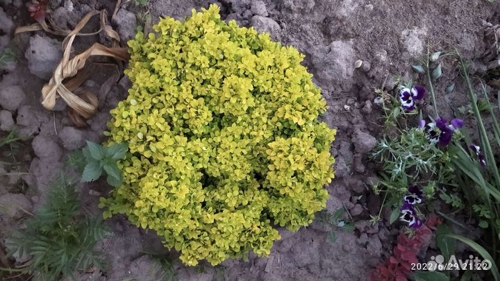 Саженцы садовых декоративных растений