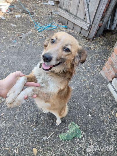 Собака в добрые руки